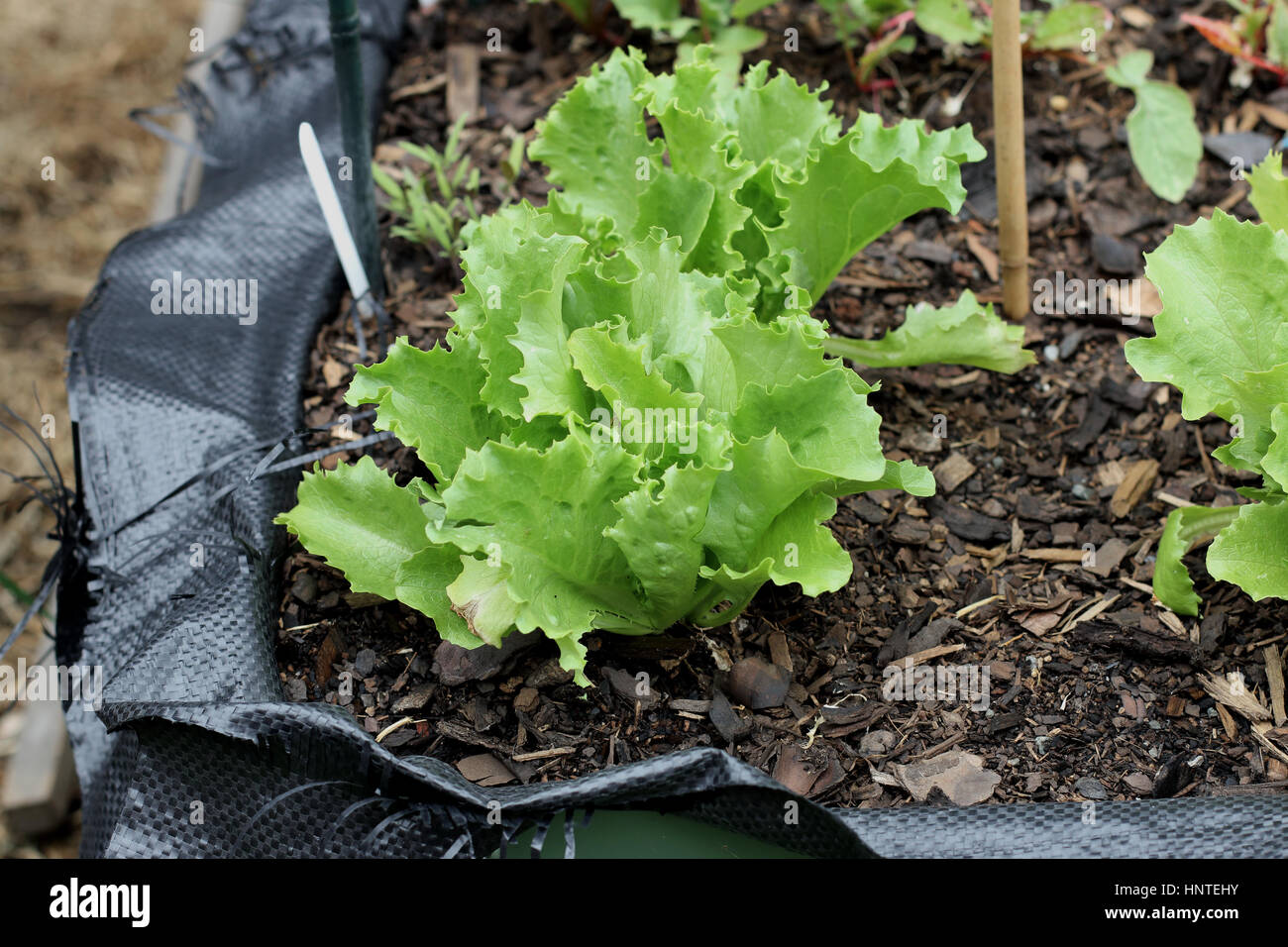 La laitue Iceberg, ou également connu sous le nom de Lactuca sativa Banque D'Images