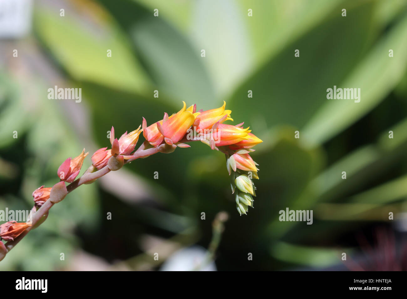 Plan Macro sur Echeveria glauca ou connu sous le nom de fleurs Rose Vert isolé Banque D'Images