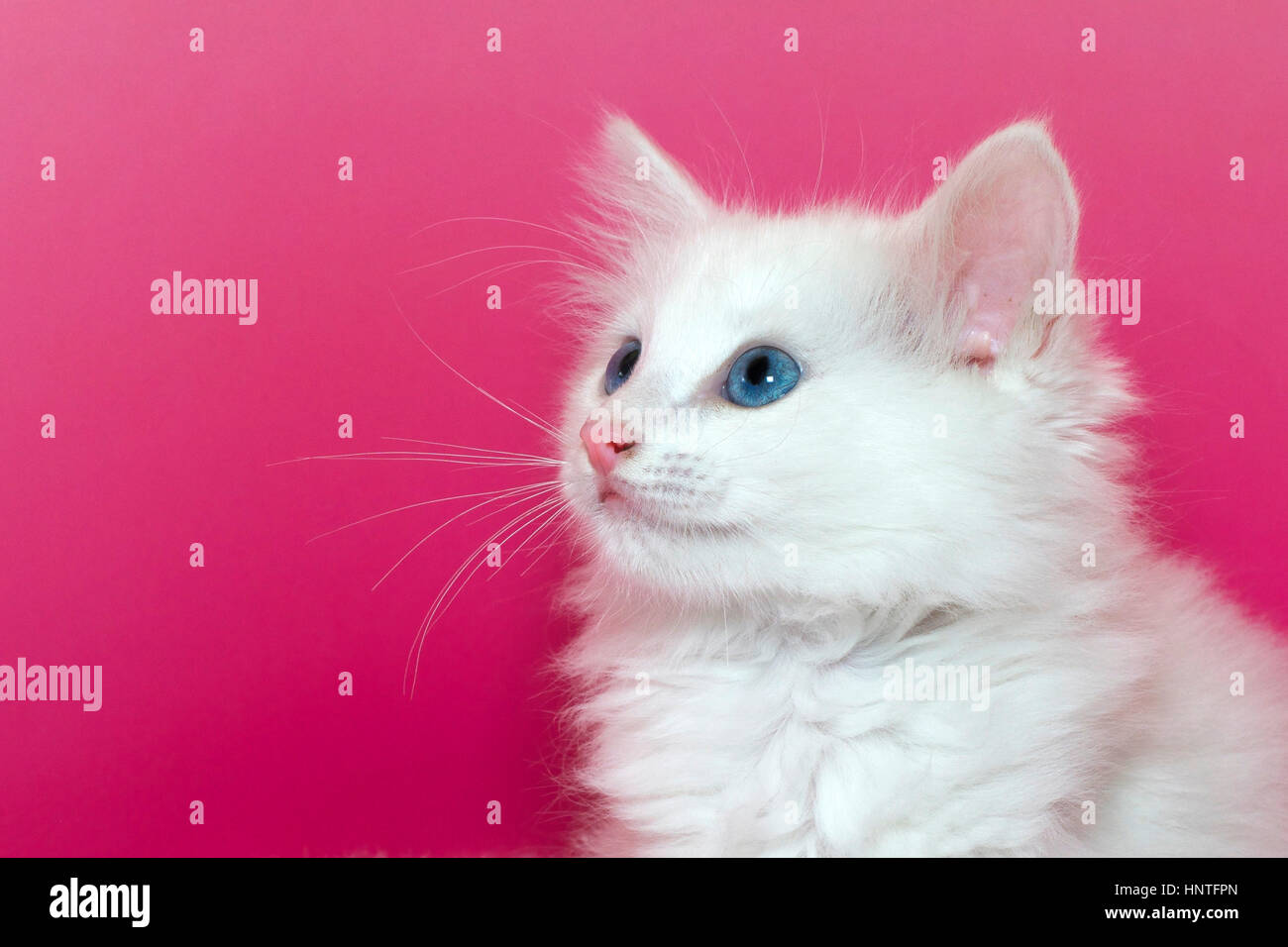 Portrait d'un milieu intérieur blanc avec des yeux bleus chaton cheveux isolé sur un fond jaune et rose tacheté avec copie espace pour le texte. Chat Banque D'Images