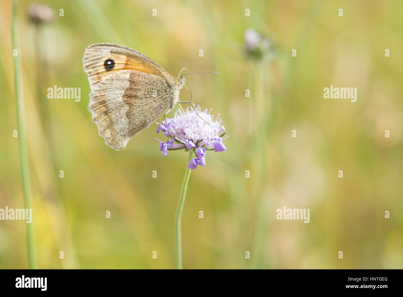 Meadow Brown, papillon Maniola jurtina, sur une fleur Scabious Banque D'Images