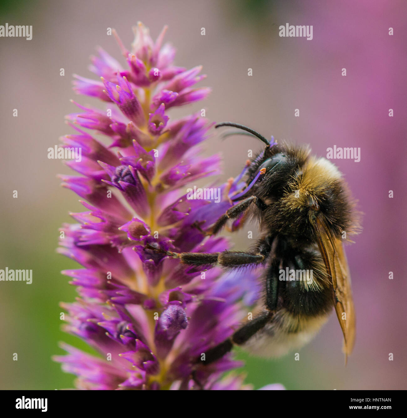 Bourdon la collecte du pollen de la fleur de jardin Banque D'Images