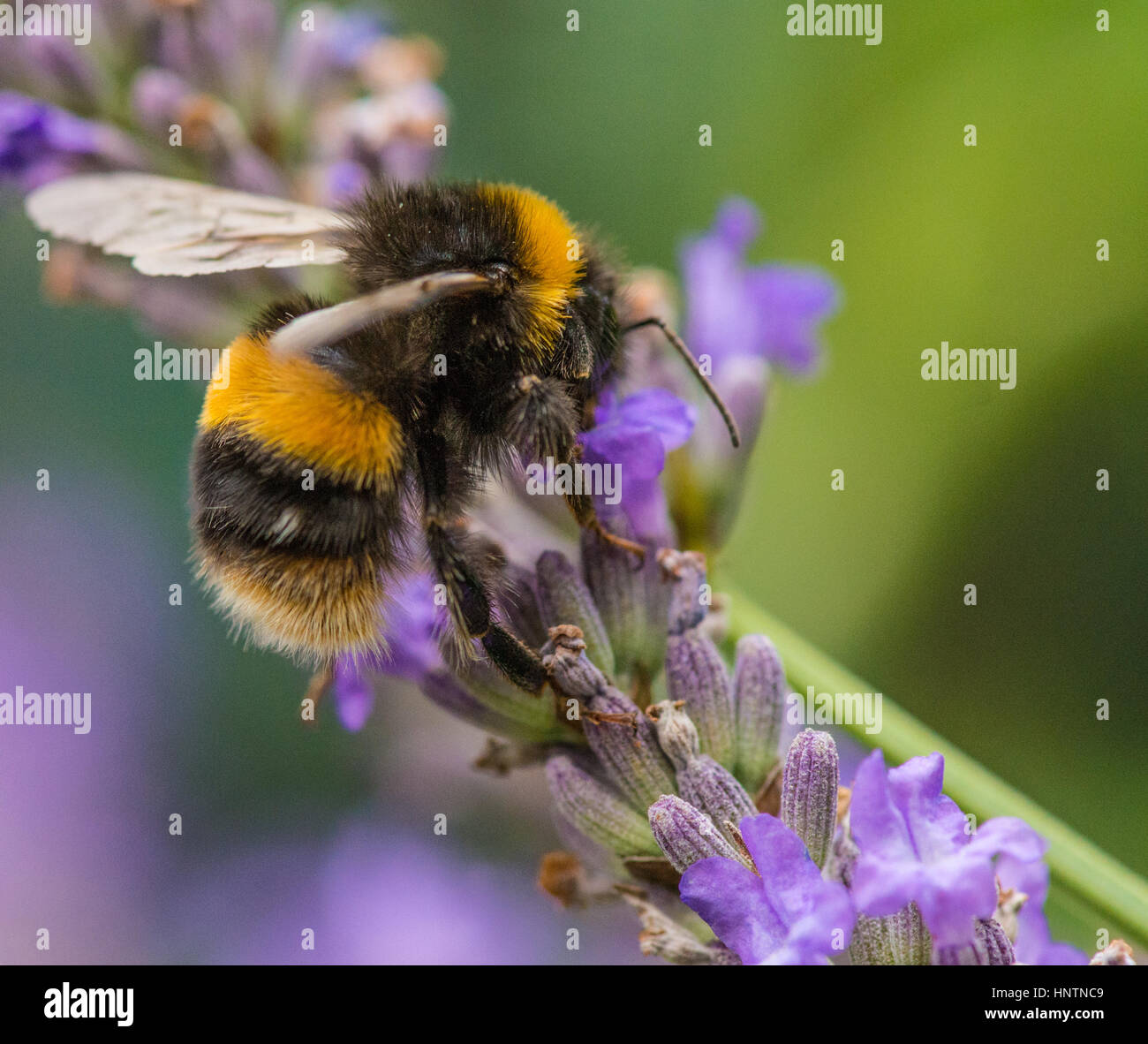 Bourdon la collecte du pollen de la fleur de jardin Banque D'Images