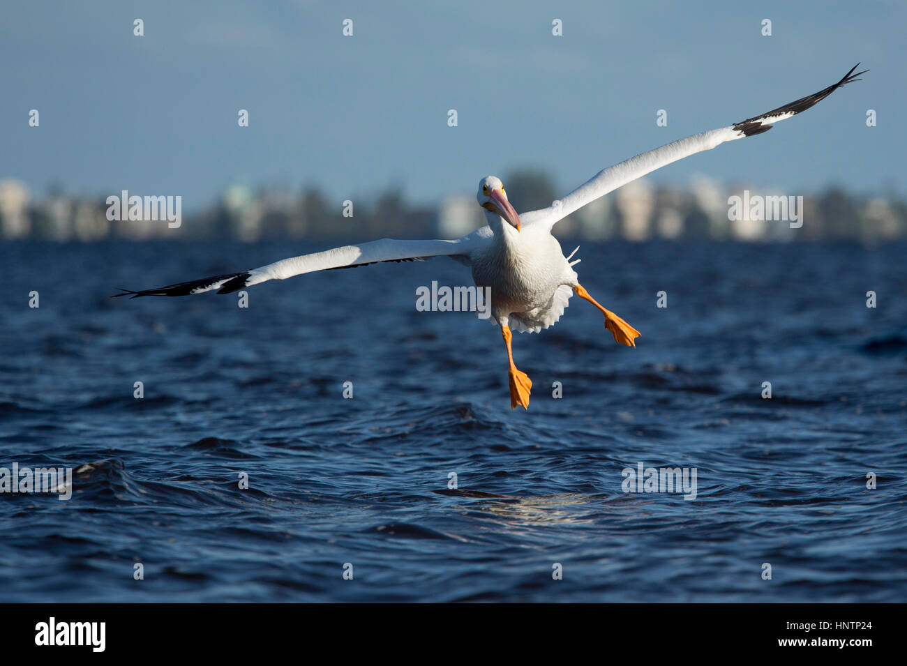 Un pélican blanc d'atterrissage dans l'eau avec ses ailes étalées et ses grands pieds orange qui sort sur une journée ensoleillée. Banque D'Images