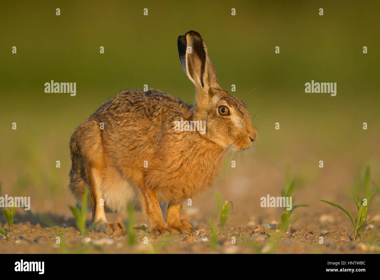 Lièvre brun Lepus europaeus adulte dans un champ de maïs, Norfolk, Angleterre, juin Banque D'Images