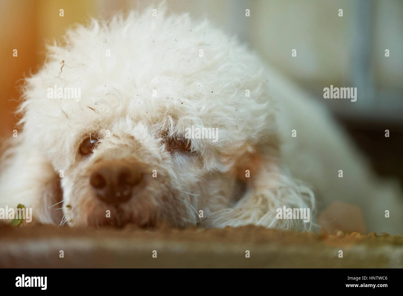 Portrait de chien sale caniche blanc perdu Banque D'Images