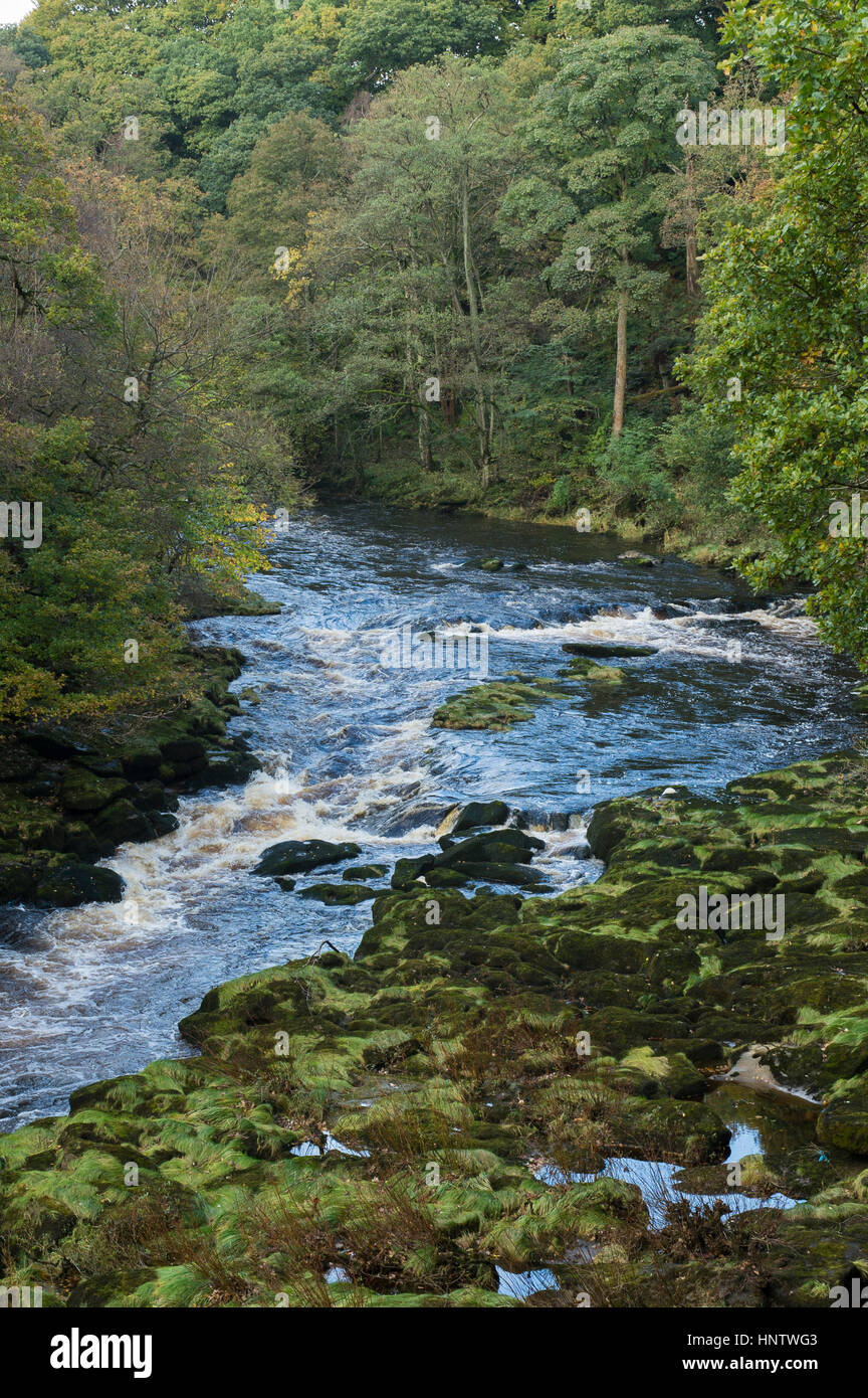 Vue de haut de la rivière Wharfe qui coule à travers une étroite vallée encaissée, bordée par le bois de la SRCFA - Bolton Abbey Estate, Yorkshire, Angleterre, Royaume-Uni. Banque D'Images