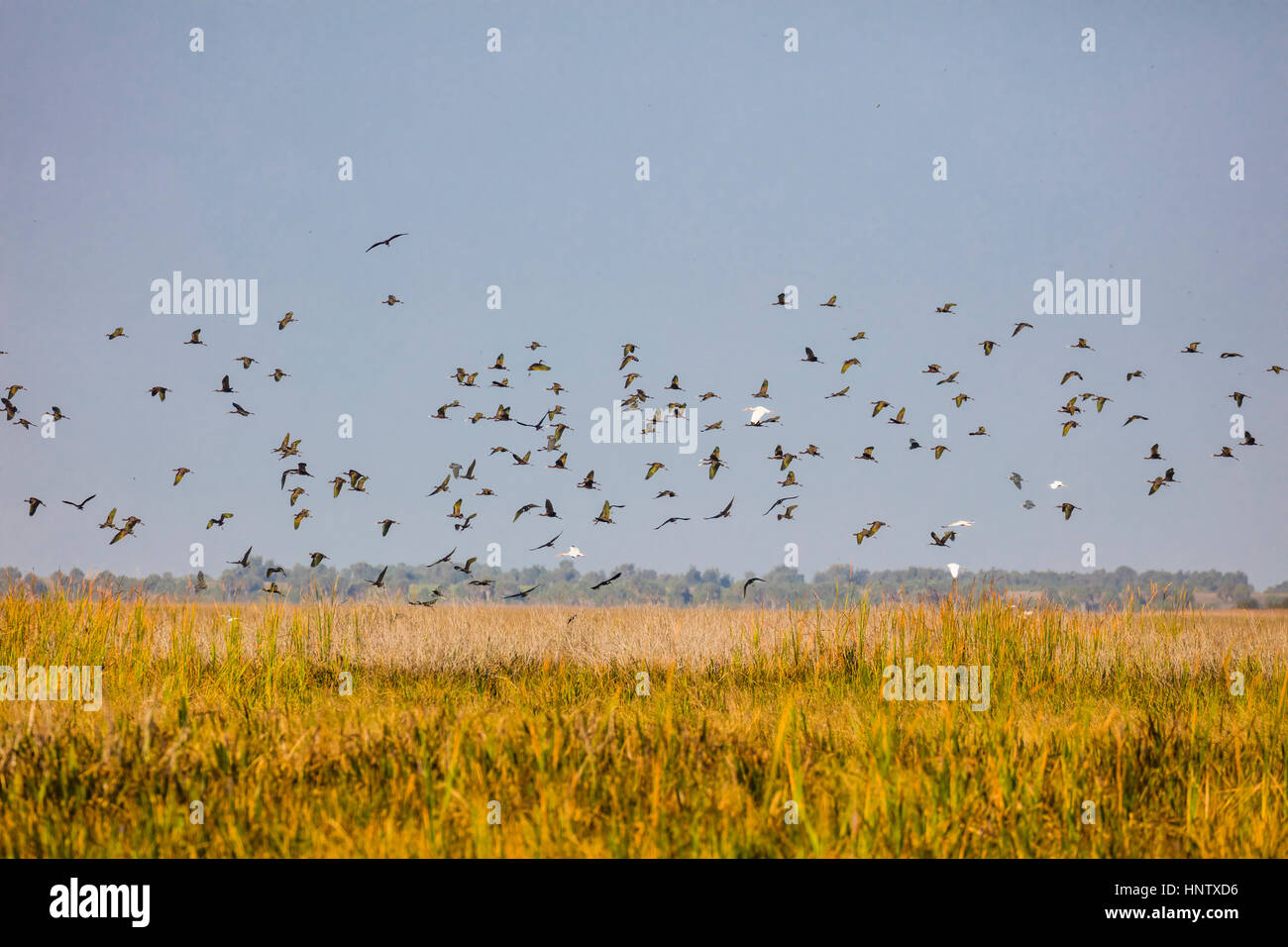 Troupeau de l'ibis falcinelle birds flying over marais au lac Okeechobee en Floride Centrale Banque D'Images