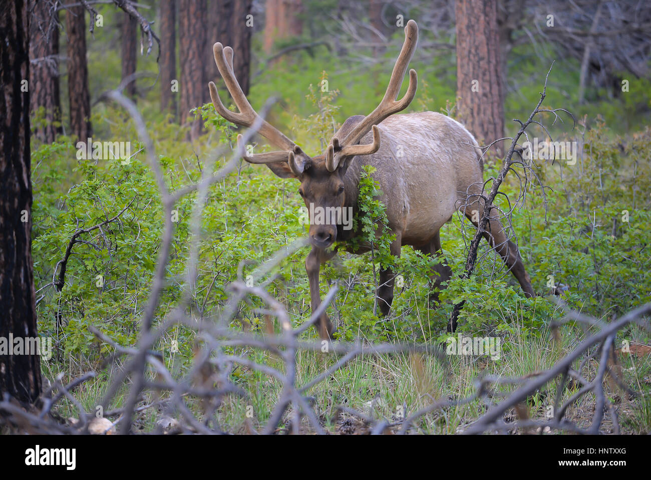 Elk mâles sauvages dans le Parc National du Grand Canyon Banque D'Images