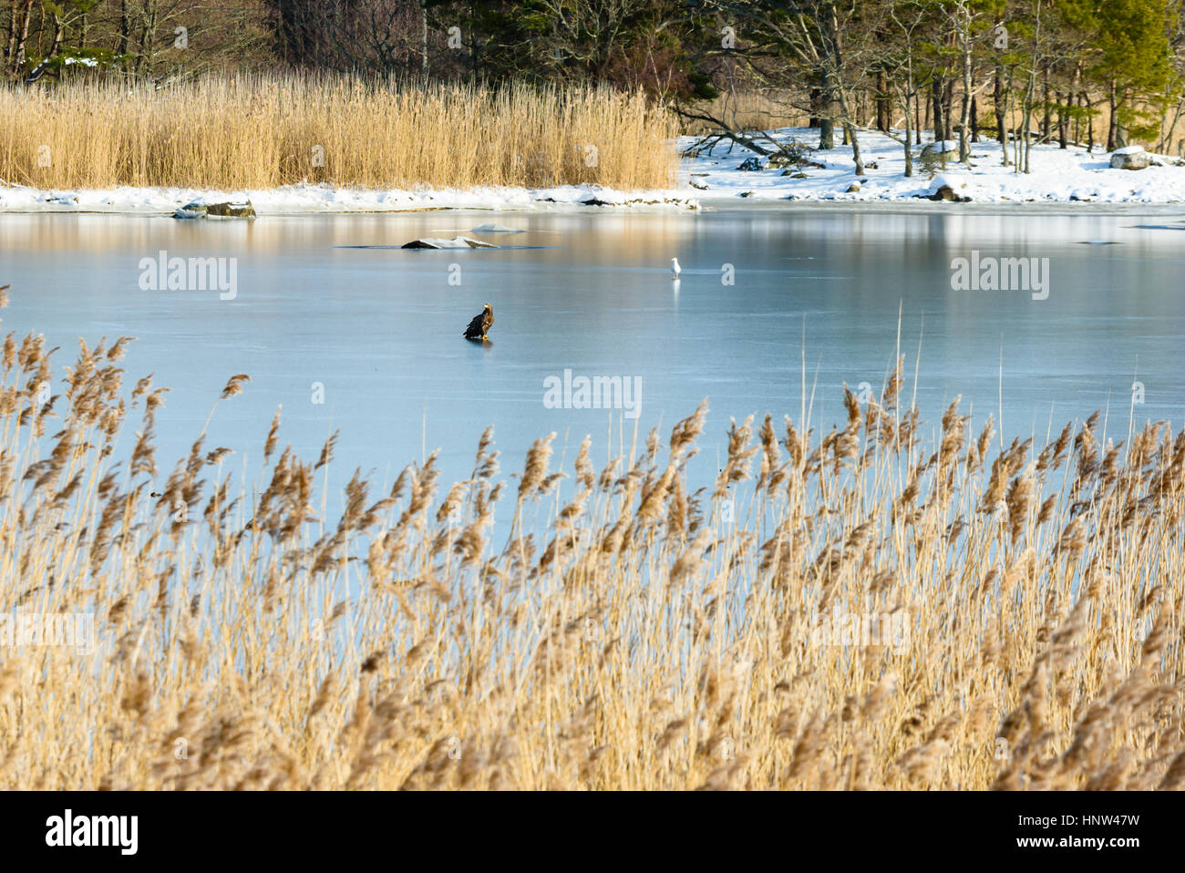 À queue blanche (Haliaeetus albicilla) seul sur la mer gelée dans paysage côtier en hiver. Reed en premier plan. Dans Hjortahammar emplacement bl Banque D'Images