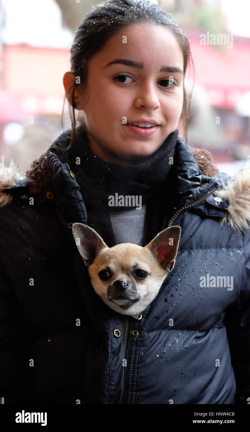 Chihuahua chien miniature à l'intérieur d'un manteau de la jeune femme pour garder au chaud sur une journée en hivers Montmartre, Paris. Banque D'Images
