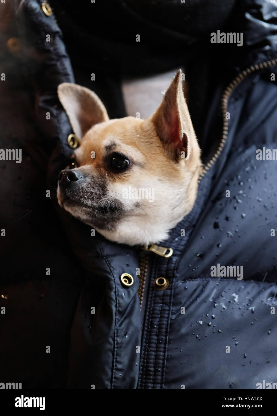 Chihuahua chien miniature à l'intérieur d'un manteau de la jeune femme pour garder au chaud sur une journée en hivers Montmartre, Paris. Banque D'Images