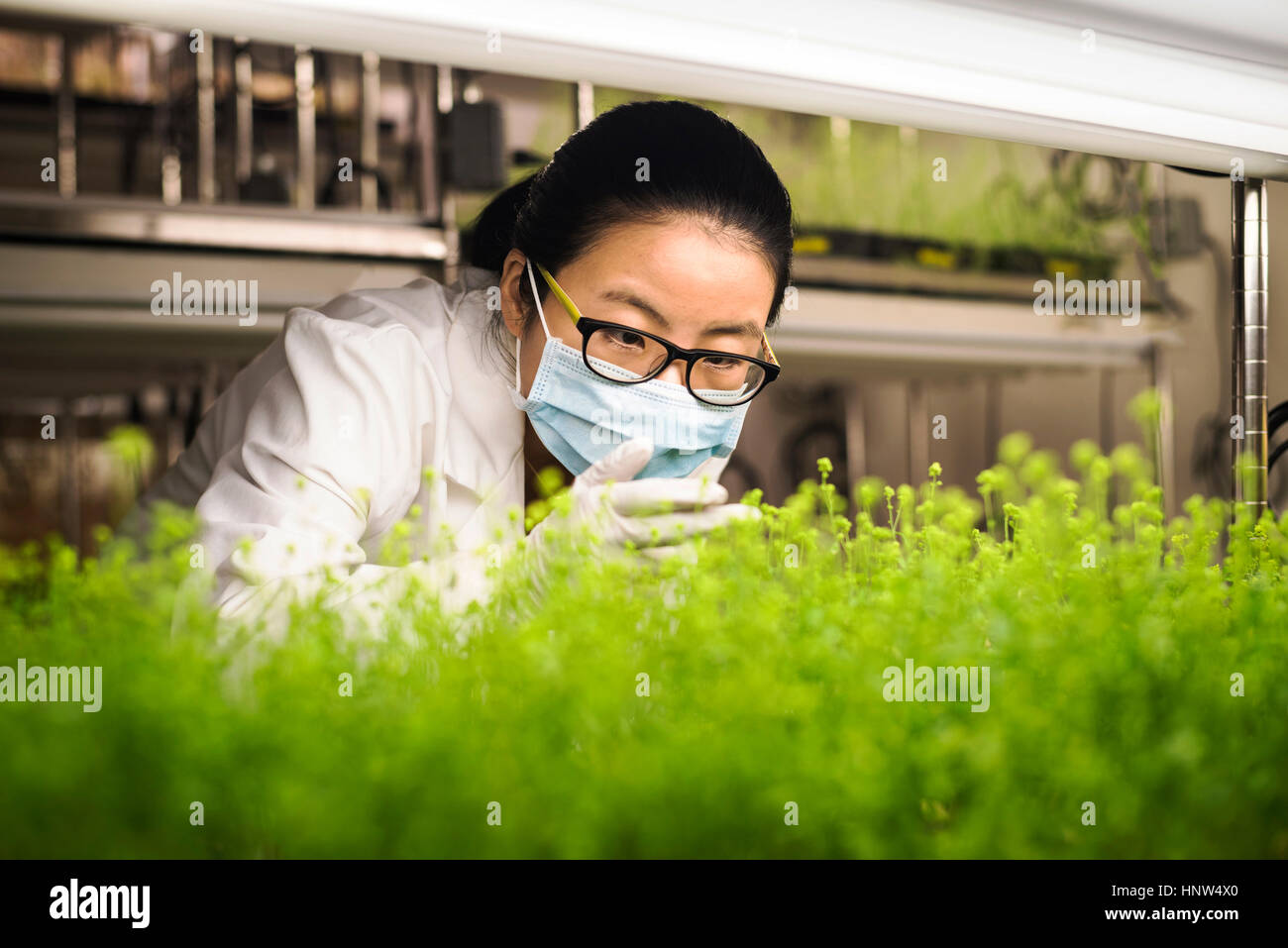 Asian scientist examining plants in laboratory Banque D'Images