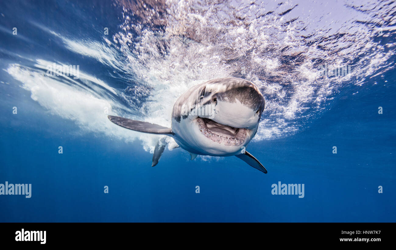 Grand requin blanc entrant dans l'eau après avoir attaqué les appâts, vue sous-marine Banque D'Images