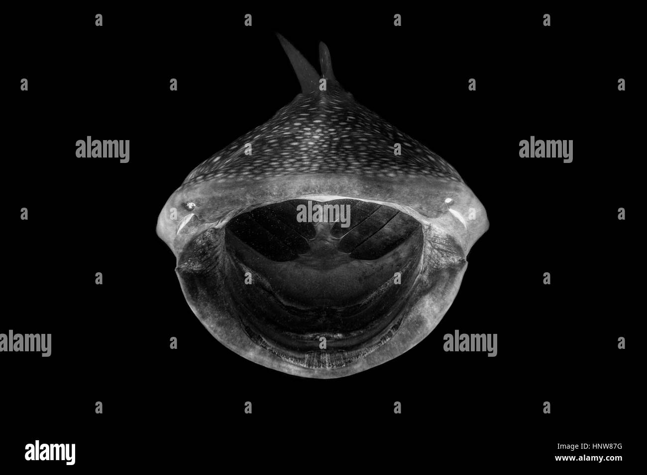 Requin-baleine, vue de face, vue sous-marine Banque D'Images