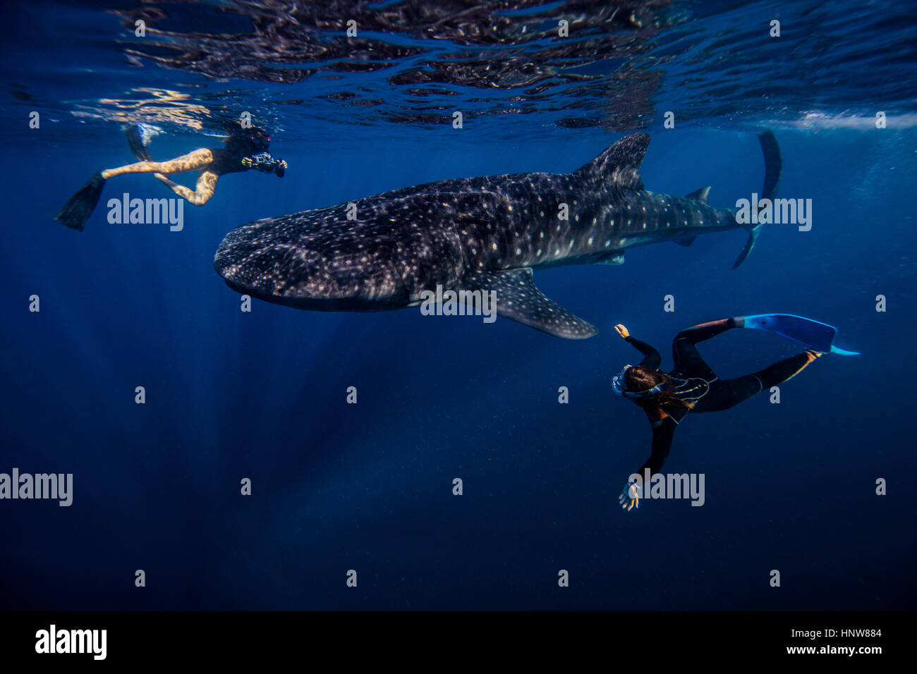 Les plongeurs de nager avec un requin baleine, vue sousmarine, Cancun — free download