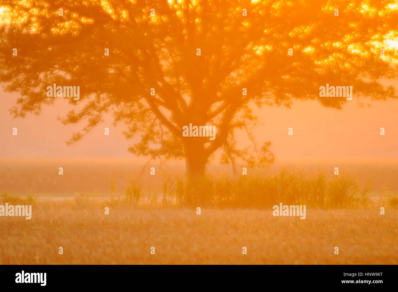 Dans l andscape Goldenstedter Moor, Basse-Saxe, Allemagne Banque D'Images