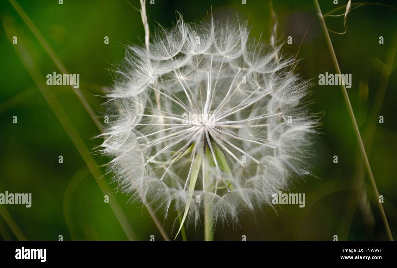 Symétrie naturelle dans seed head Banque D'Images