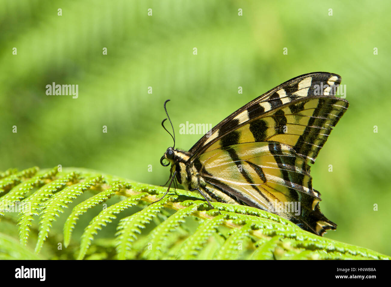 Western Tiger Swallowtail, également connu sous le nom de l'Américain ou machaon machaon Panais reposant sur une fougère Banque D'Images