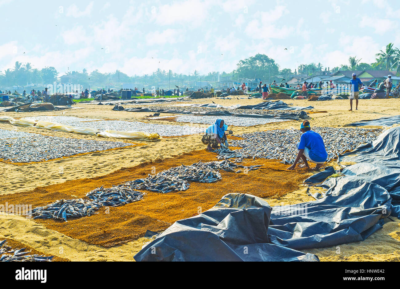 NEGOMBO, SRI LANKA - le 25 novembre 2016 : Le port de pêche est plein de pêcheurs et de personnes, travaillant dans le séchage du poisson, le 25 novembre à Negombo. Banque D'Images