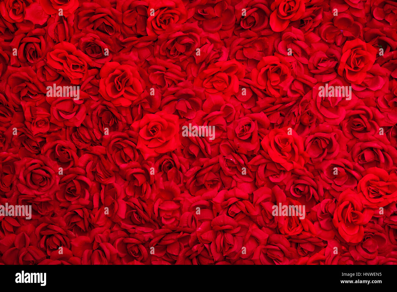 Roses colorées contexte Banque D'Images