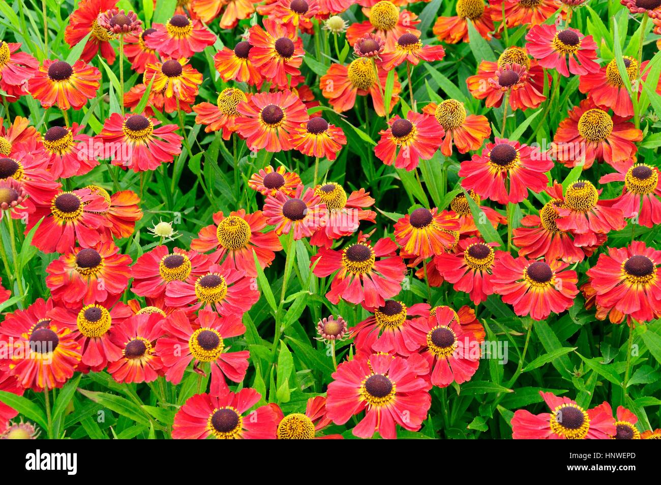 Sneezeweed Helenium Rubinzwerg ou Helens fleurs Banque D'Images