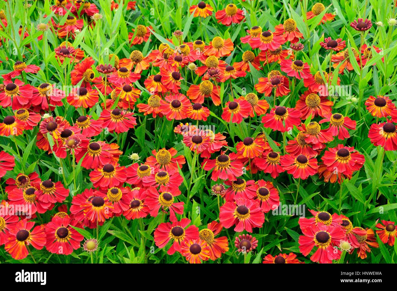 Sneezeweed Helenium Rubinzwerg ou Helens fleurs Banque D'Images