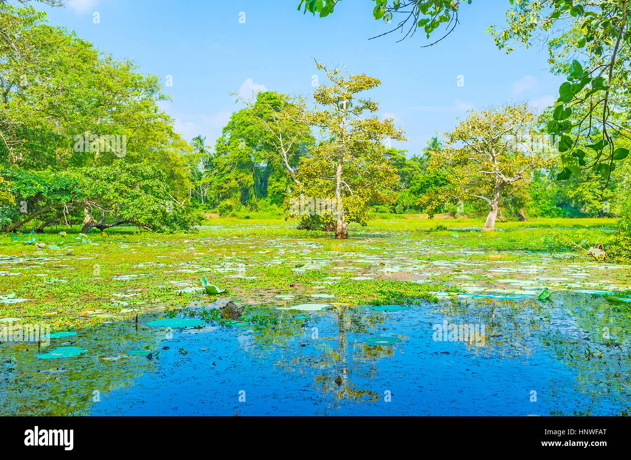 Les forêts marécageuses d'eau douce forment l'écosystème unique avec leur propre de la flore et de la faune, y compris grande quantité d'oiseaux de marais, intéressant pour les touristes Banque D'Images