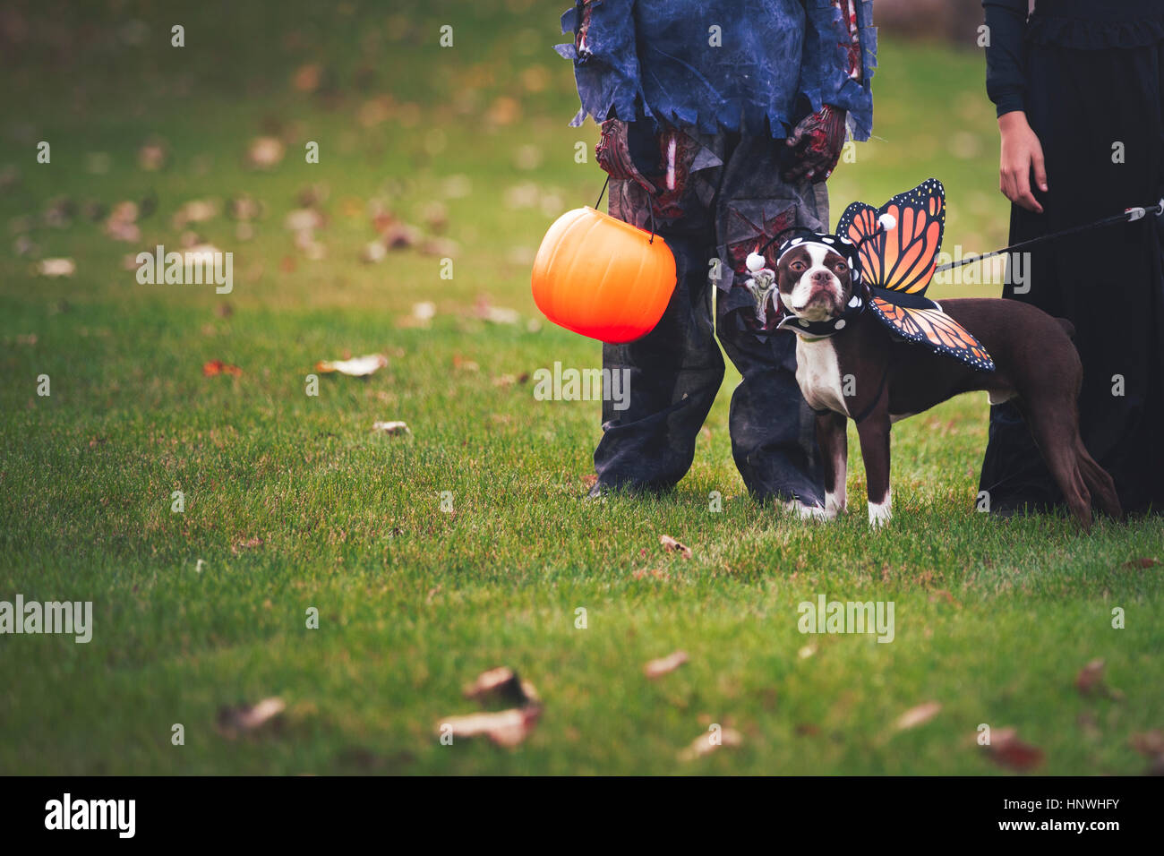 Amis dans un costume d'Halloween avec chien habillé comme butterfly Banque D'Images
