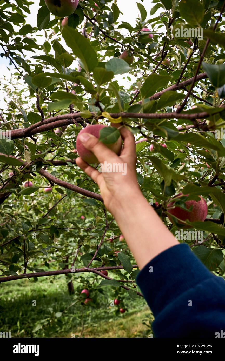Boy's hand reaching pour aller chercher la pomme d'apple tree Banque D'Images