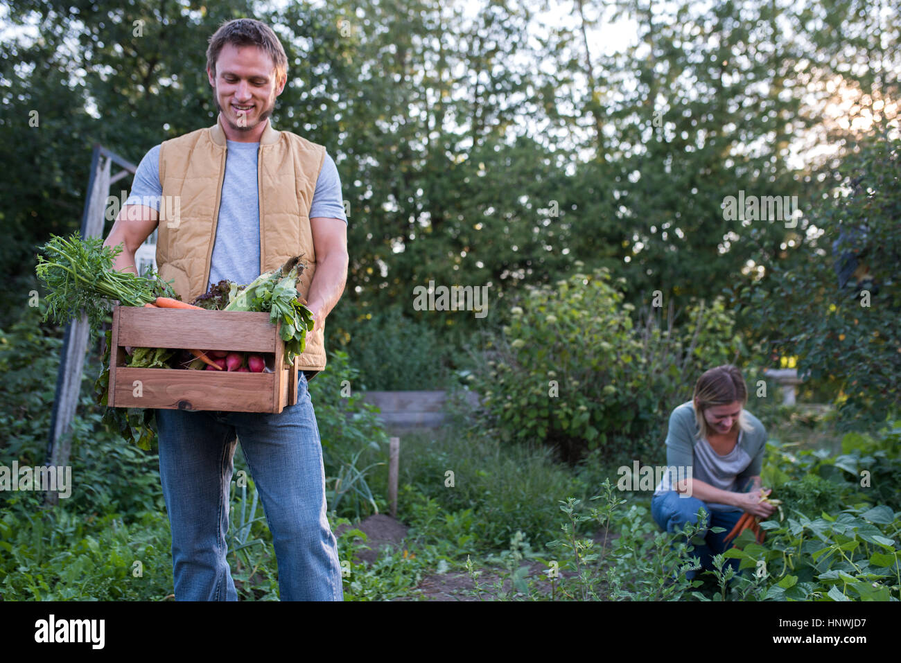 Woman picking cultures sur ferme, man holding crate de cultures Banque D'Images