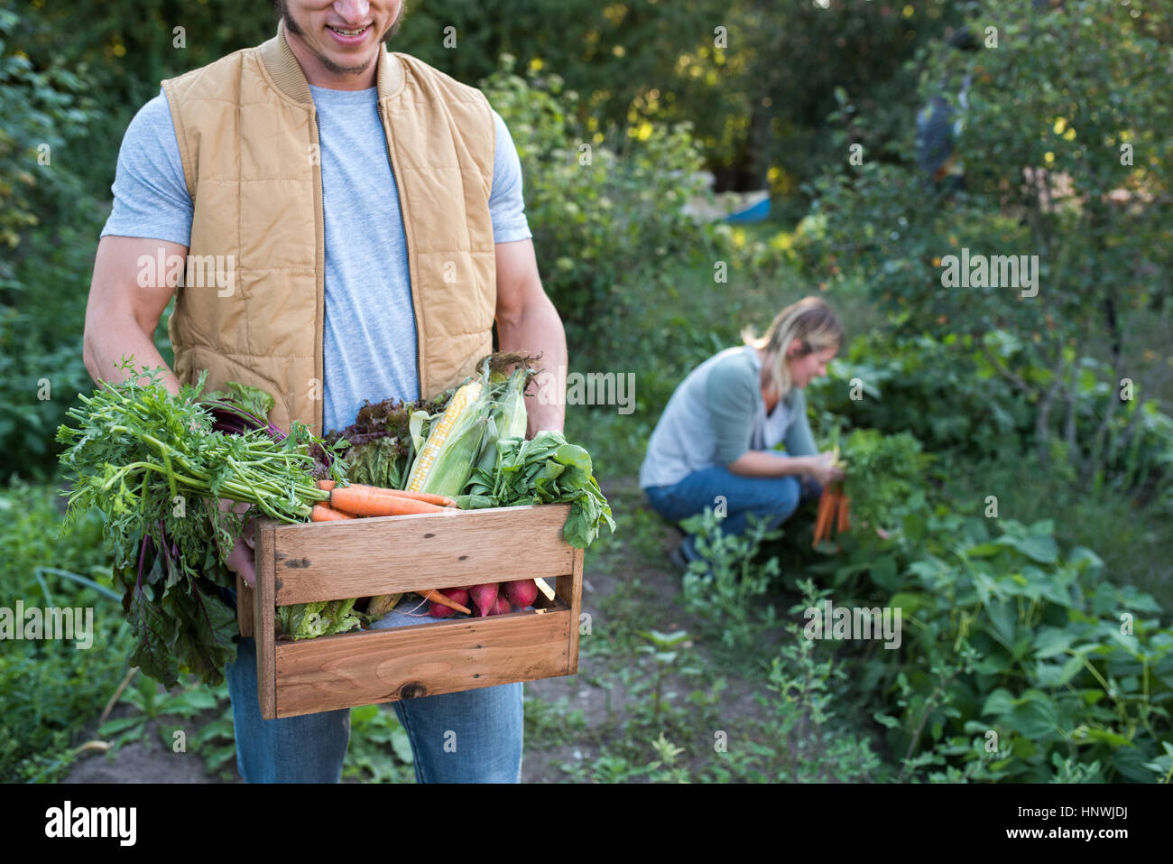 Woman picking cultures sur ferme, man holding crate de cultures Banque D'Images