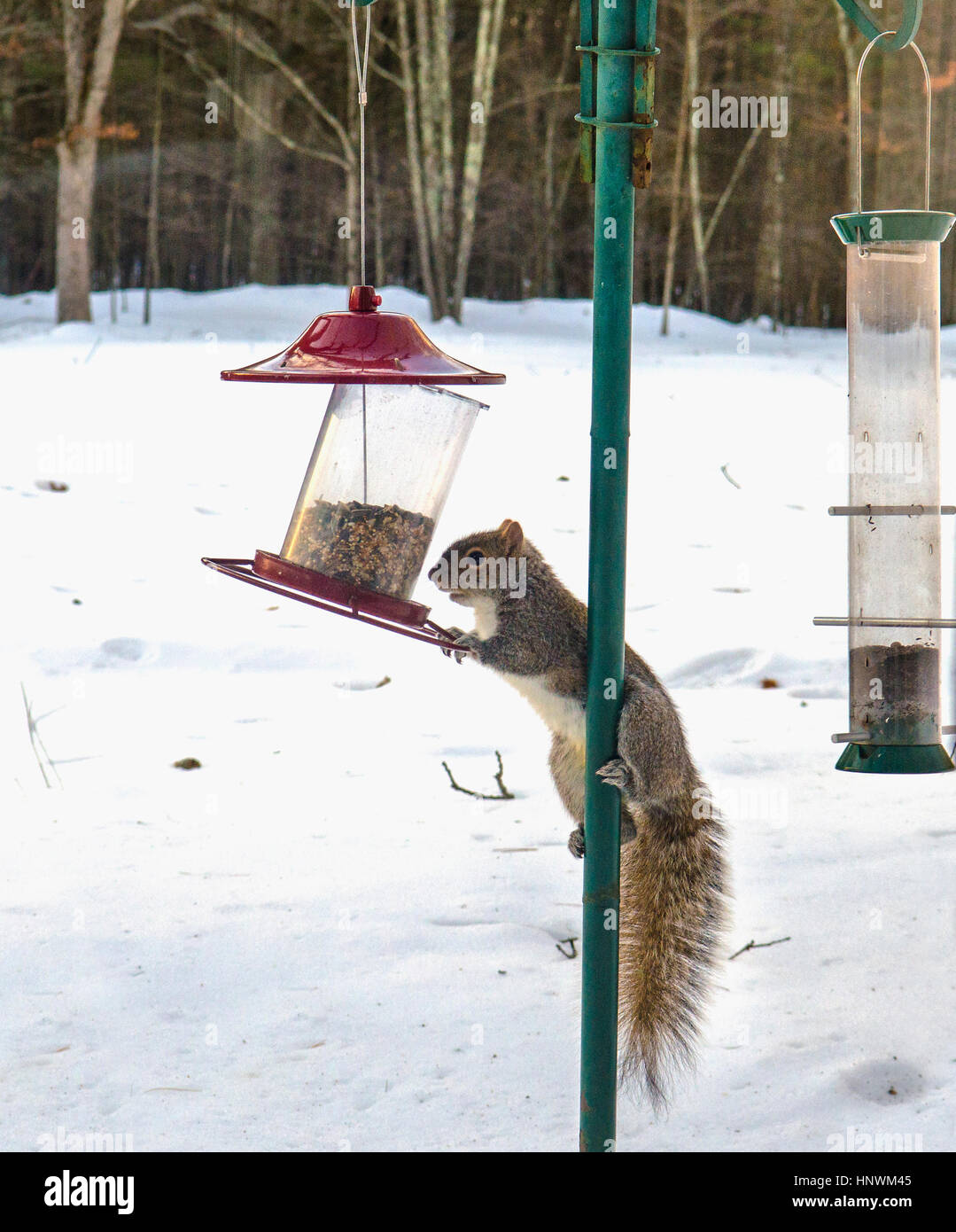 Escalade d'écureuil mangeoire en hiver Banque D'Images