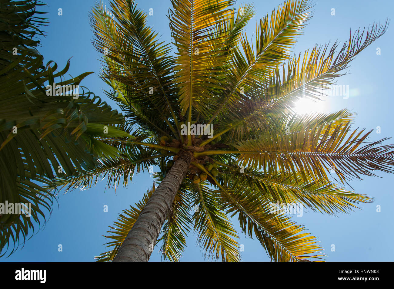 La lumière du soleil/Sunburst par Palm Tree Banque D'Images