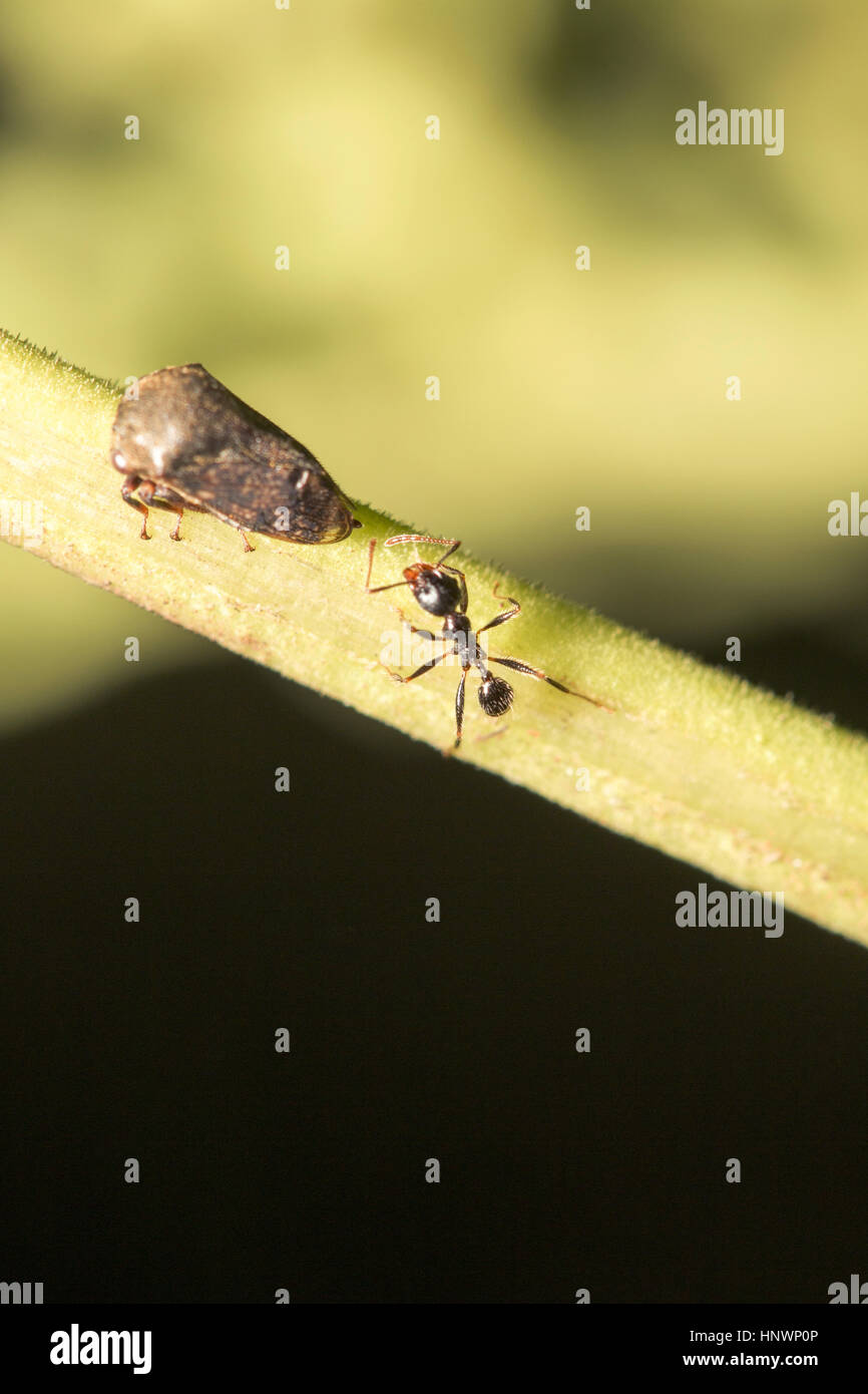 Les fourmis et leaf hopper, parc national de Sanjay Gandhi, Mumbai. La recherche de fourmis de la sécrétion sucrée plant hopper Banque D'Images