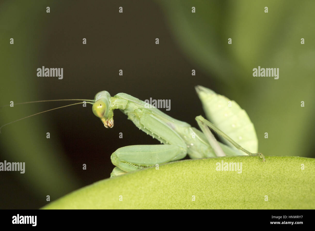 Mantis vert, Bangalore, Karnataka. Mantes religieuses sont d'un ordre (Mantodea) d'insectes qui contient plus de 2 400 espèces dans environ 430 genres dans 15 familles Banque D'Images