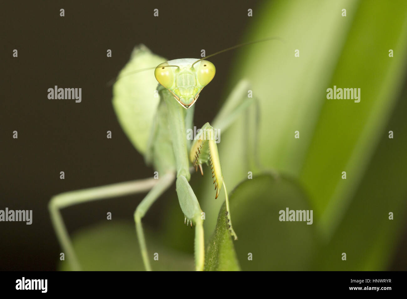 Mantis vert, Bangalore, Karnataka. Mantes religieuses sont d'un ordre (Mantodea) d'insectes qui contient plus de 2 400 espèces dans environ 430 genres dans 15 familles Banque D'Images