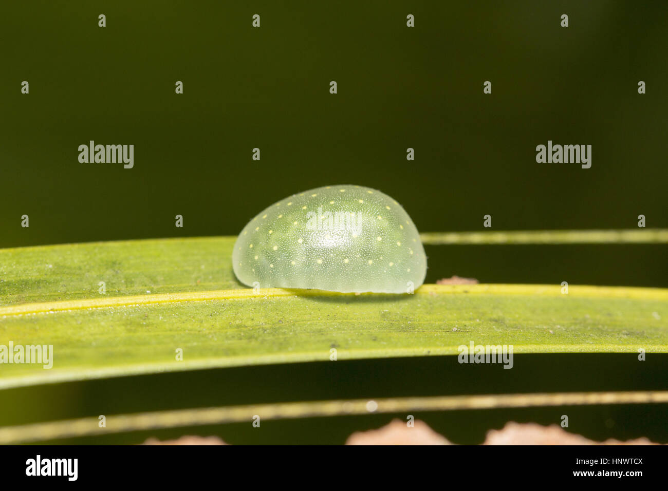 Insecte, Barnawapara WLS, Chhattisgarh. Banque D'Images