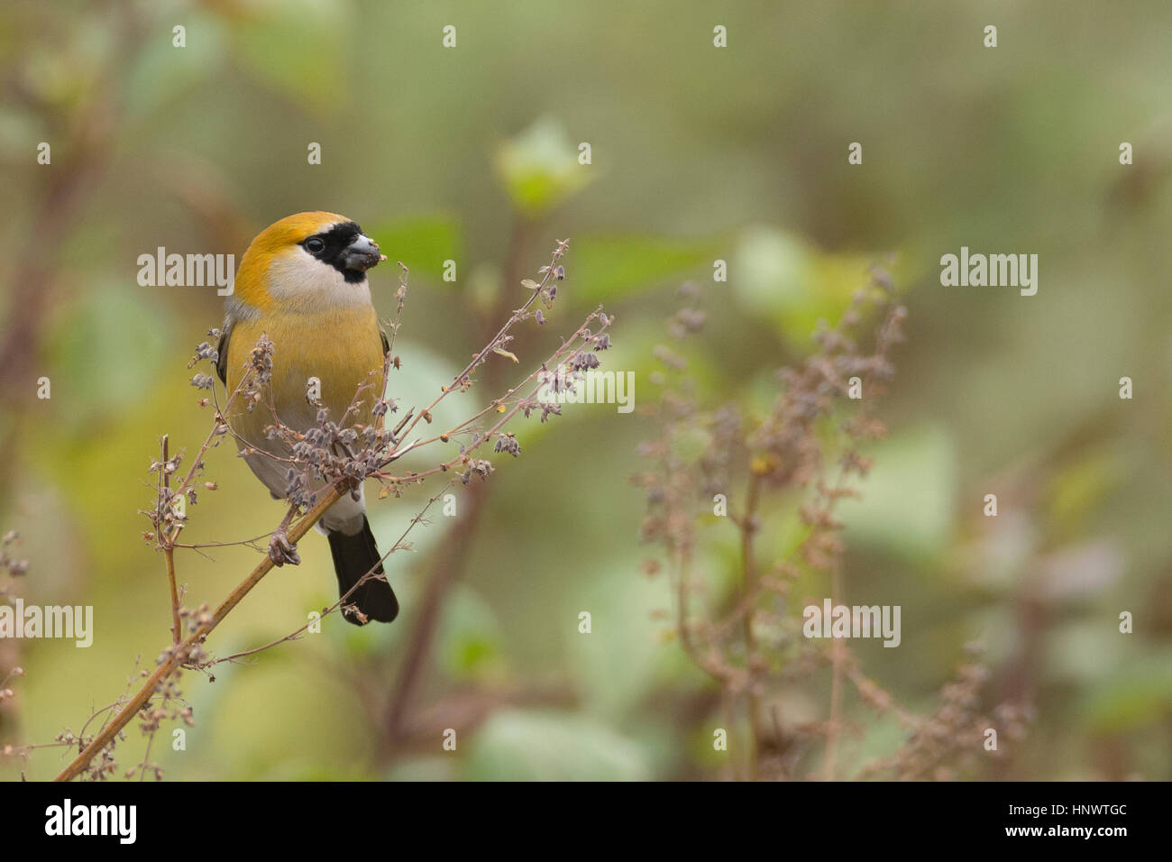 Bouvreuil à tête rouge (Pyrrhula erythrocephala) en quête de nourriture à Kedarnath Wildlife Sanctuary, Uttarakhand, Inde Banque D'Images