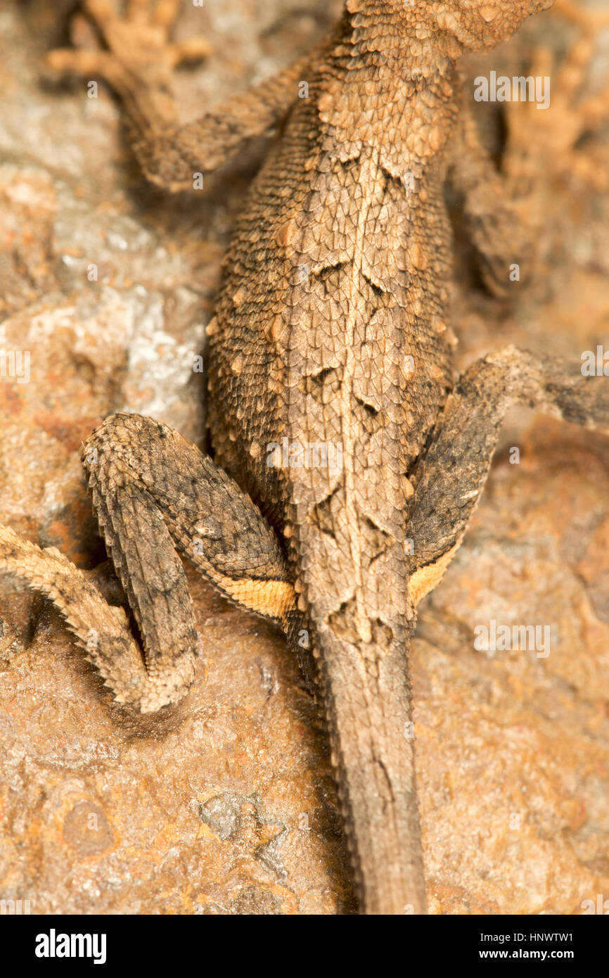Le ventilateur du lézard, Sitana sp., BWS, Chhattisgarh. Les mâles ont un fanon qu'ils utilisent pour afficher pendant la pariade Banque D'Images