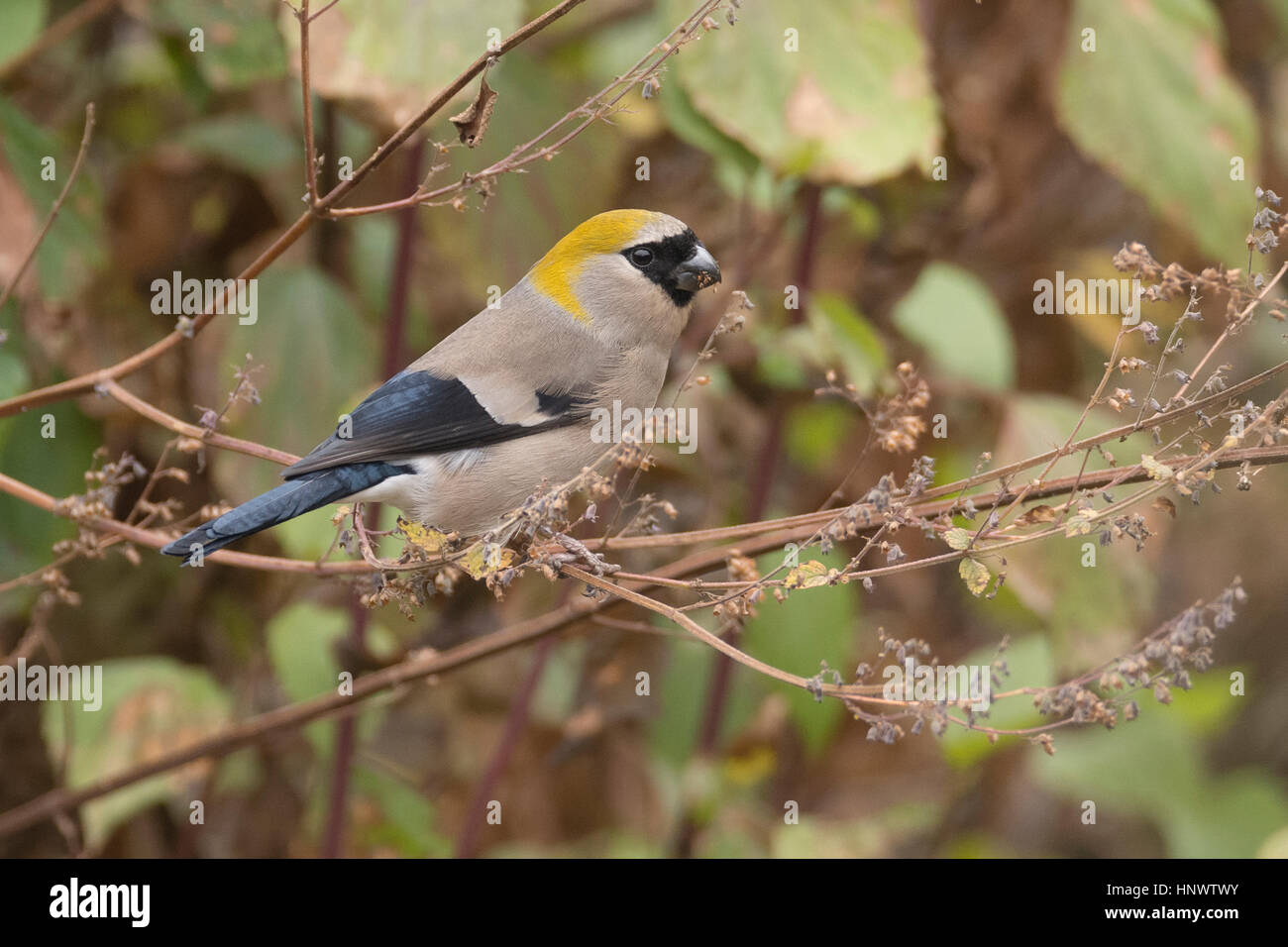 Bouvreuil à tête rouge (Pyrrhula erythrocephala) en quête de nourriture à Kedarnath Wildlife Sanctuary, Uttarakhand, Inde Banque D'Images