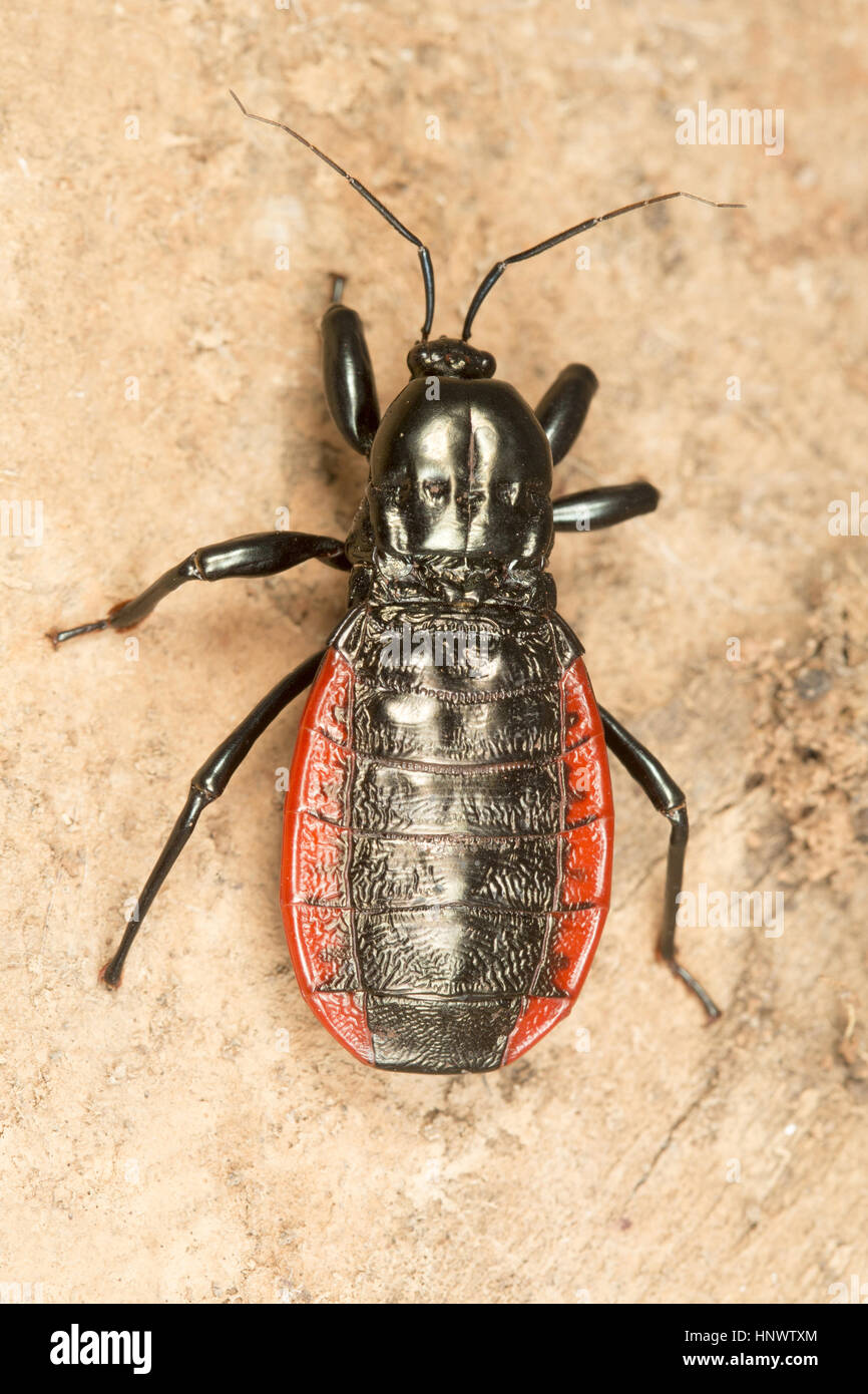 Beetle, Sitanadi WLS, Chhattisgarh. Banque D'Images