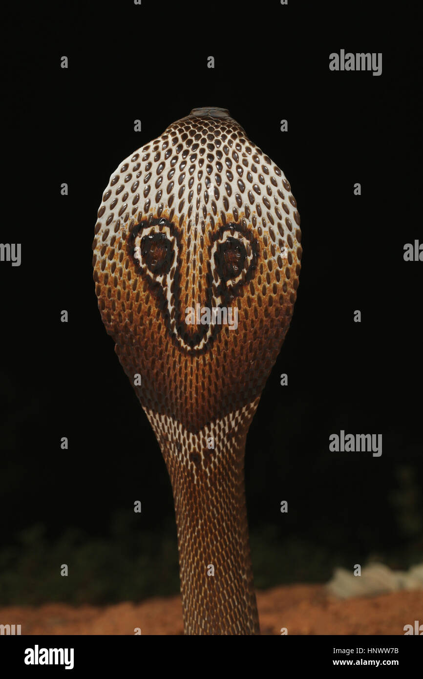 Cobra à lunettes, Naja naja, Bangalore, Karnataka. Le cobra indien est l'une des quatre grandes espèces venimeuses que faire le plus de morsures sur l'homme dans Banque D'Images