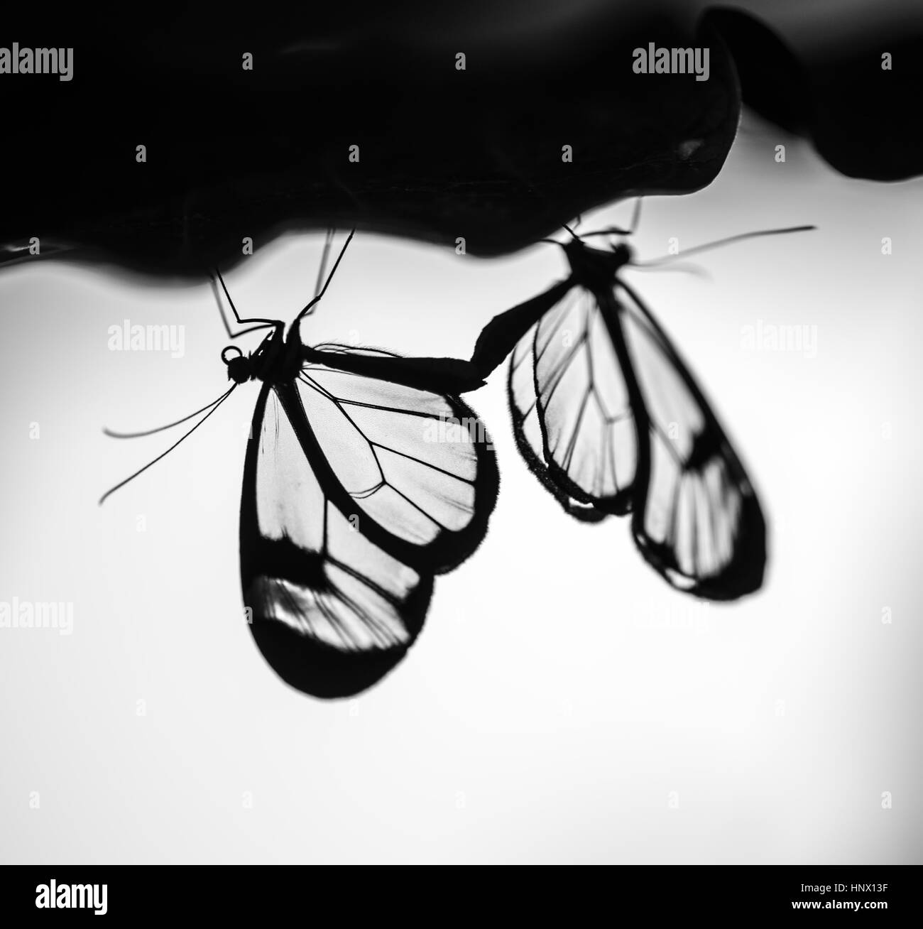 Glasswing butterfly Banque D'Images