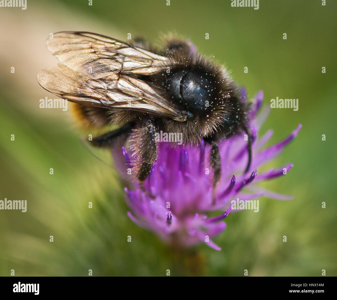 Bourdon la collecte du pollen de la fleur de jardin Banque D'Images