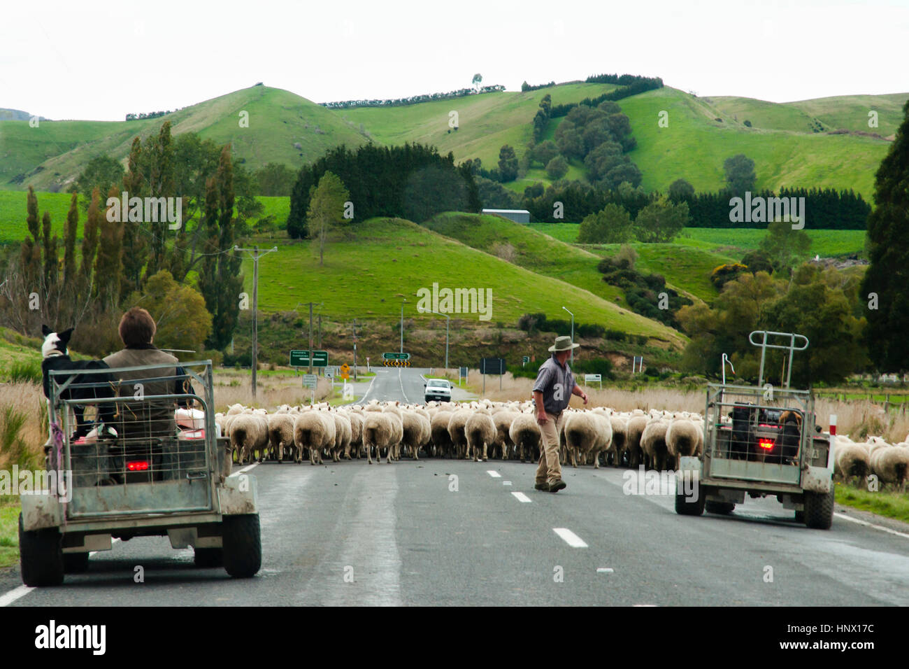 L'élevage de moutons - Nouvelle Zélande Banque D'Images