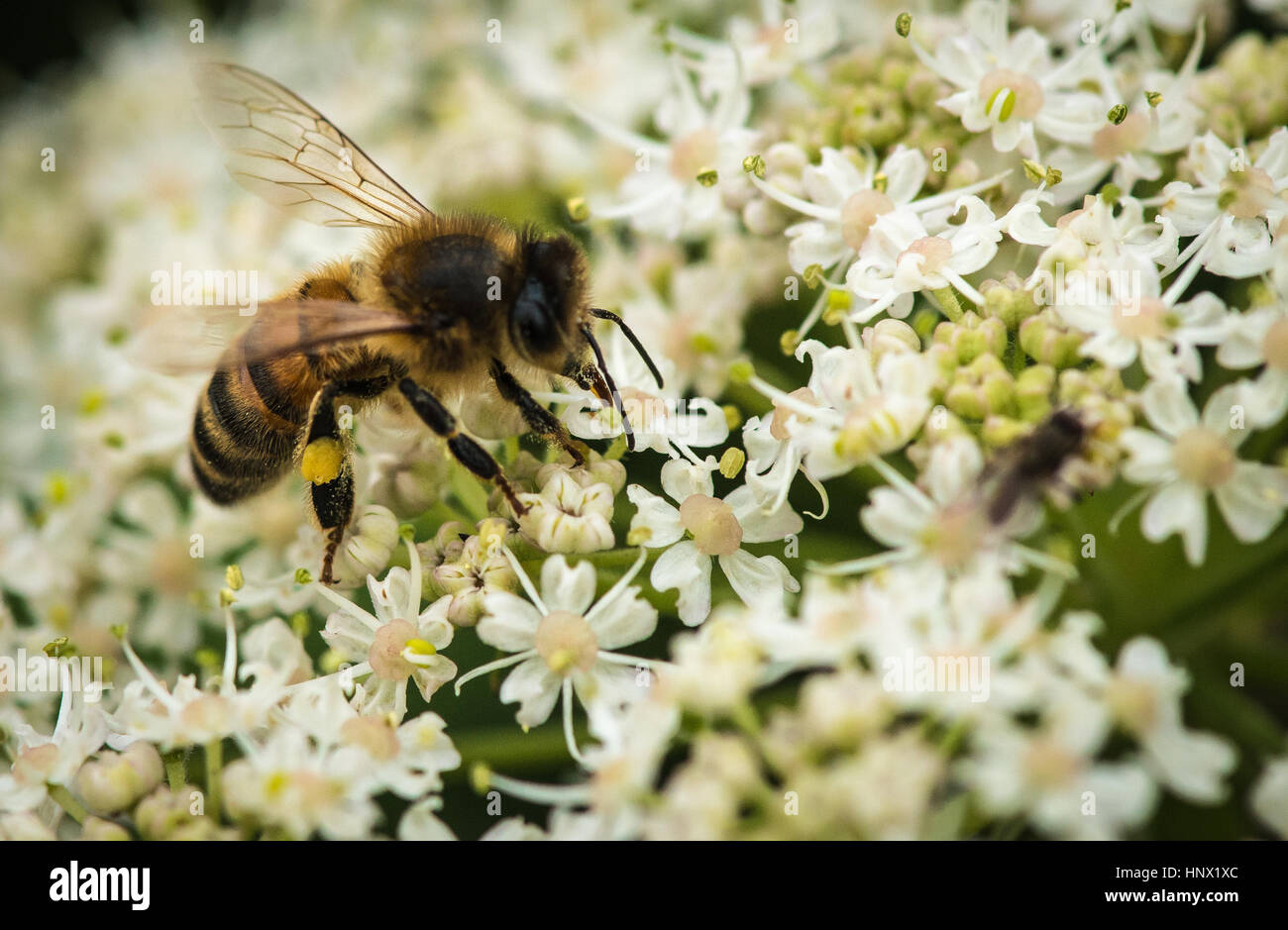 Une abeille la collecte du pollen Banque D'Images