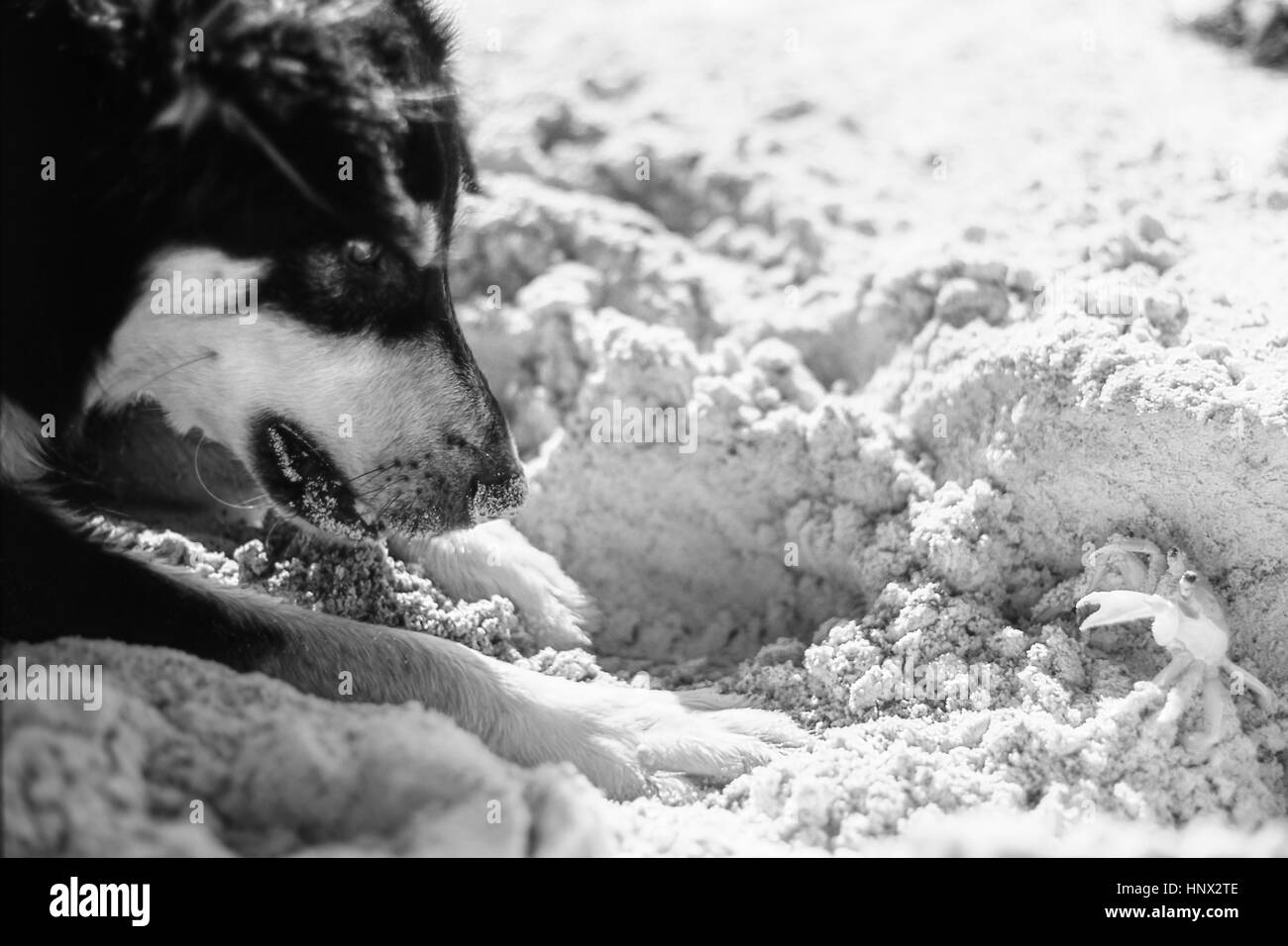 Une confrontation entre un berger allemand dog et un crabe de sable Banque D'Images