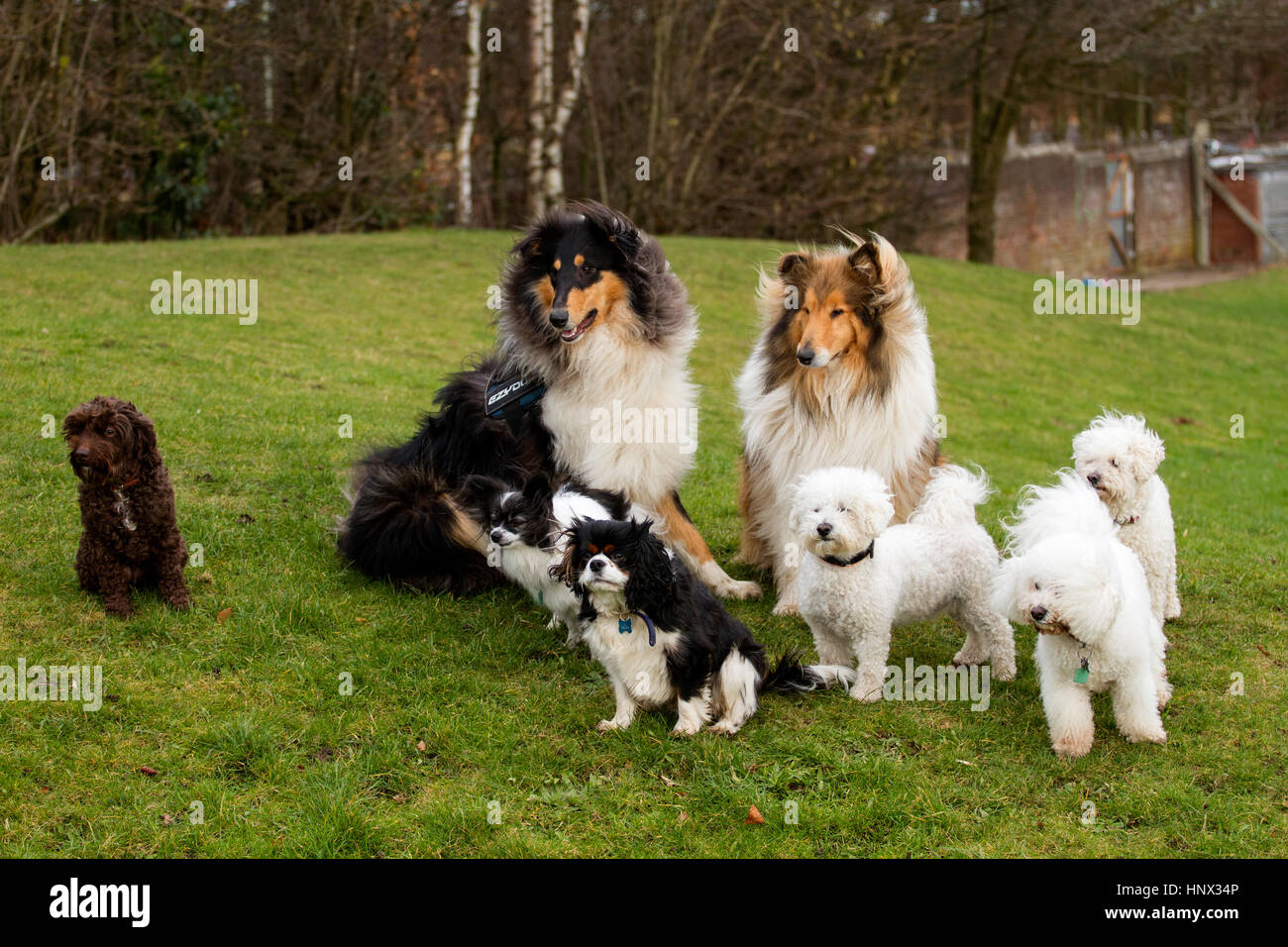 Plusieurs races mixtes de chiens à l'extérieur d'un parc à Dundee en Écosse, Royaume-Uni Banque D'Images