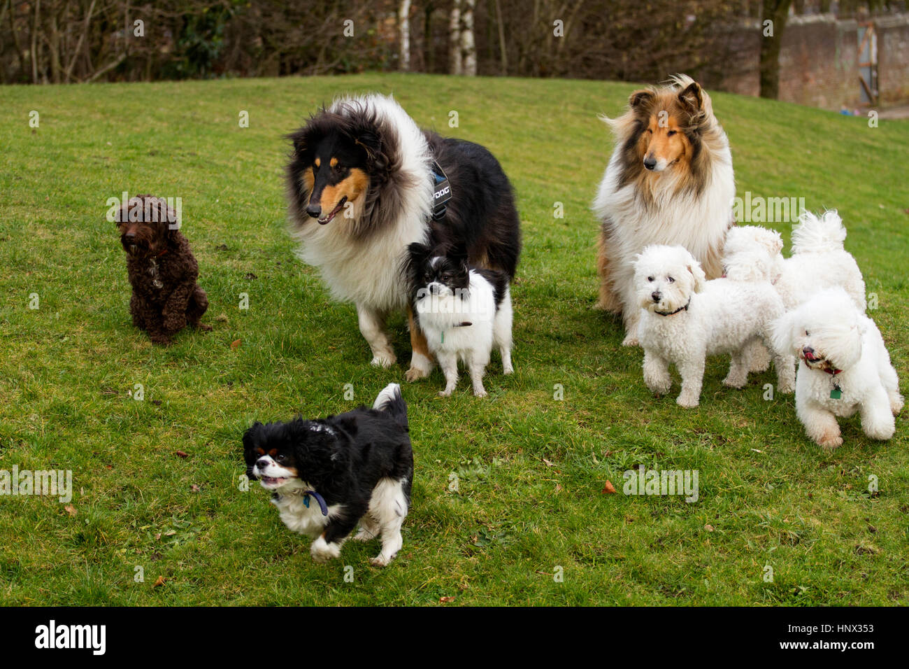 Plusieurs races mixtes de chiens à l'extérieur d'un parc à Dundee en Écosse, Royaume-Uni Banque D'Images