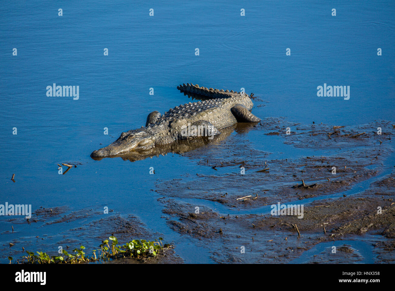 Le long de l'Alligator La chua trail à Paynes Prairie Preserve State Preserve à Gainesville, Floride Banque D'Images